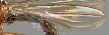 Media type: image;   Entomology 13324 Aspect: wing